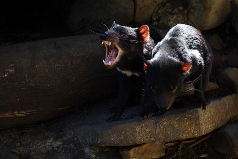Port Arthur And Tassie Devils Active Day Tour From Hobart - Winery Find 4
