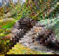 Cradle Mountain National Park Day Tour from Launceston - Winery Find