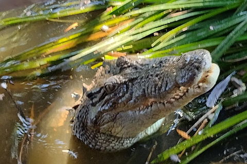 Litchfield Park Adventures And Jumping Crocodile Cruise + Butterfly Farm - Winery Find 4