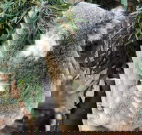 Private Blue Mountains and Wildlife Park Tour from Sydney with Barbecue Lunch - Winery Find