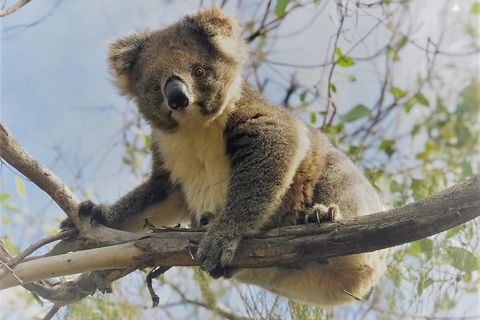 Kangaroo Island Scenic Trail Tour - Winery Find 2