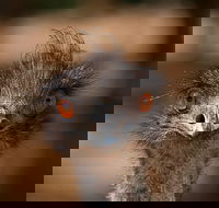 Currumbin Wildlife Sanctuary General Entry Ticket - Winery Find