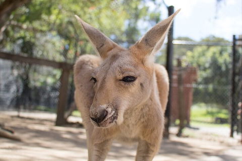 Currumbin Wildlife Sanctuary General Entry Ticket - Winery Find 2