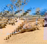 West MacDonnell Ranges Half-Day Small-Group Tour with Camel Ride - Winery Find