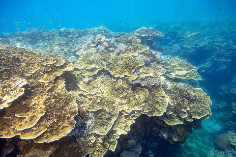 Cruise To Moore Reef Pontoon And Return Helicopter Flight From Cairns - Winery Find 5