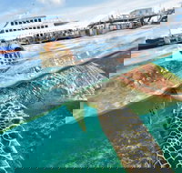 Scenic Helicopter Flight to Moore Reef and Return Snorkeling Cruise from Cairns - Winery Find