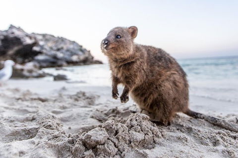 Rottnest Island All-Inclusive Grand Island Tour From Fremantle - Winery Find 2