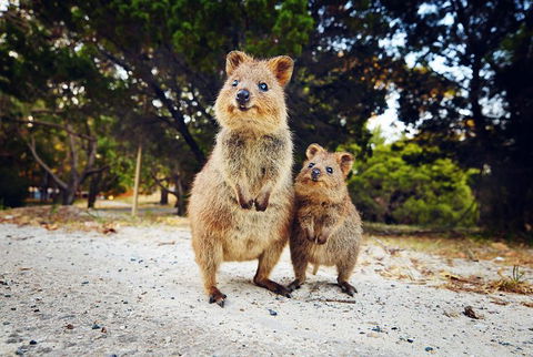 Rottnest Island All-Inclusive Grand Island Tour From Fremantle - Winery Find 5