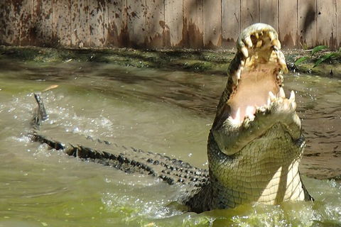 Hartley's Crocodile Adventures Day Trip From Palm Cove - Winery Find 3