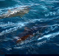 Sydney Whale-Watching Cruise - Winery Find