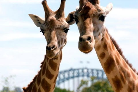 Sydney Harbour Ferry With Taronga Zoo Entry Ticket - Winery Find 1