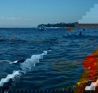 Mornington Peninsula Kayak Coastline Tour of Dolphin Sanctuary - Winery Find