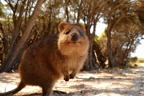 Pinnacles & Rottnest Island Scenic Air & Ground Tour - Winery Find 0