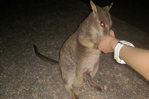 Private Tour To Paronella Park, Historic Village Herberton And Wild Life Wallaby - Winery Find 0