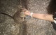 Private Tour To Paronella Park, Historic Village Herberton And Wild Life Wallaby - thumb 4