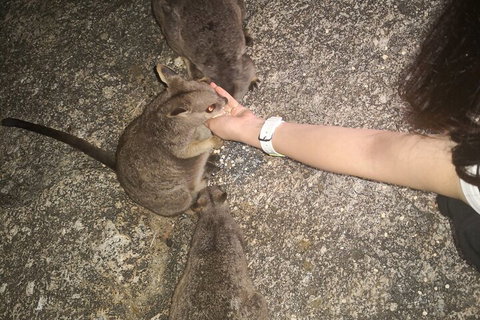 Private Tour To Paronella Park, Historic Village Herberton And Wild Life Wallaby - Winery Find 4