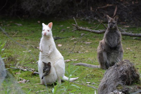 Full-Day Guided Bruny Island Tour From Hobart - Winery Find 0