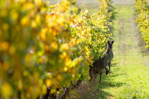 Margaret River 3 Day Escape - Winery Find 4