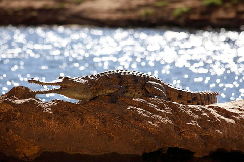 Windjana Explorer - Winery Find 5