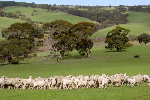 Kangaroo Island Luxury Small Group 'Island Life' Full Day Tour - Winery Find 1