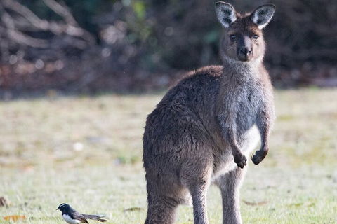 Kangaroo Island Luxury Small Group 'Island Life' Full Day Tour - Winery Find 2