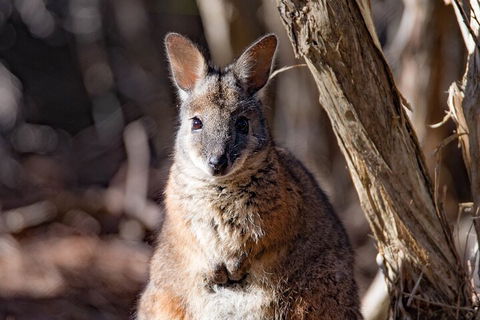 Kangaroo Island Luxury Small Group 'Island Life' Full Day Tour - Winery Find 3