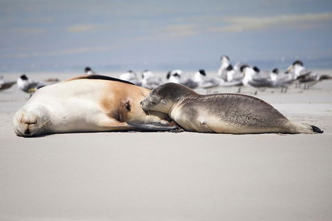 Kangaroo Island Luxury Small Group 'Island Life' Full Day Tour - Winery Find 5