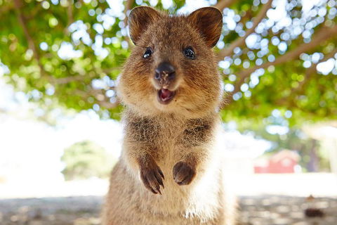 Discover Rottnest With Ferry & Bus Tour From Perth Or Fremantle - Winery Find 0