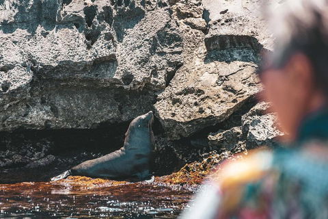 Adventure Rottnest Tour With Ferry & Adventure Cruise From Perth Or Fremantle - Winery Find 1