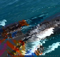 AOC Whale Watching from Broome - Winery Find