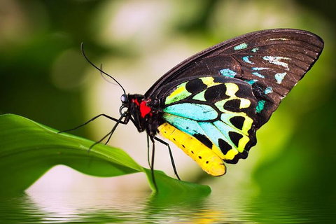 Australian Butterfly Sanctuary - Winery Find 4