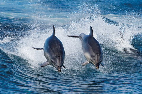 Full-Day Bruny Island Cruises Day Tour From Hobart - Winery Find 5