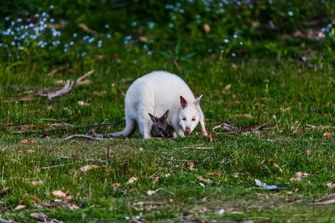 Bruny Island Traveller - Gourmet Tasting And Sightseeing Day Trip From Hobart - Winery Find 3