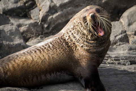 Kangaroo Island 75-Minute Ocean Safari - Winery Find 5