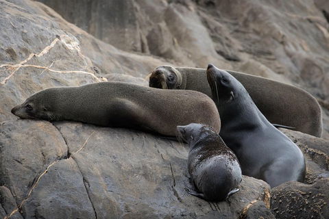 Kangaroo Island Ocean Safari - Snorkeling Safari - Winery Find 0