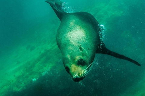 Kangaroo Island Ocean Safari - Snorkeling Safari - Winery Find 1