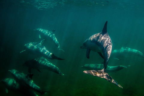 Kangaroo Island Ocean Safari - Snorkeling Safari - Winery Find 2