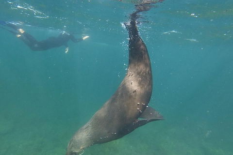 Kangaroo Island Ocean Safari - Snorkeling Safari - Winery Find 3