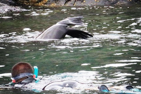 Kangaroo Island Ocean Safari - Snorkeling Safari - Winery Find 5