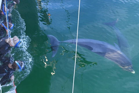 Dolphin Cruise From Adelaide With Optional Dolphin Swim - Winery Find 0