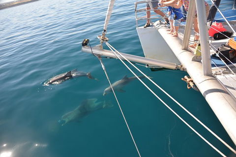 Dolphin Cruise From Adelaide With Optional Dolphin Swim - Winery Find 1