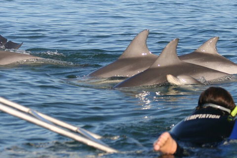 Dolphin Cruise From Adelaide With Optional Dolphin Swim - Winery Find 2
