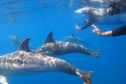 Dolphin Cruise From Adelaide With Optional Dolphin Swim - Winery Find 5