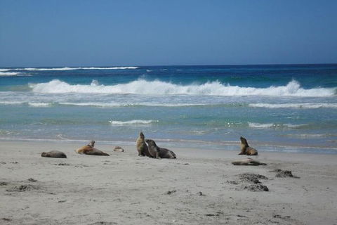 Kangaroo Island In A Day Tour From Adelaide - Winery Find 1