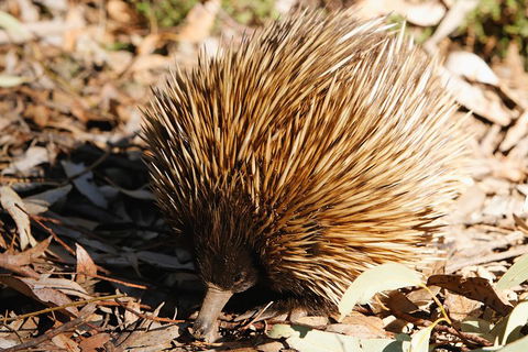 Kangaroo Island In A Day Tour From Adelaide - Winery Find 2