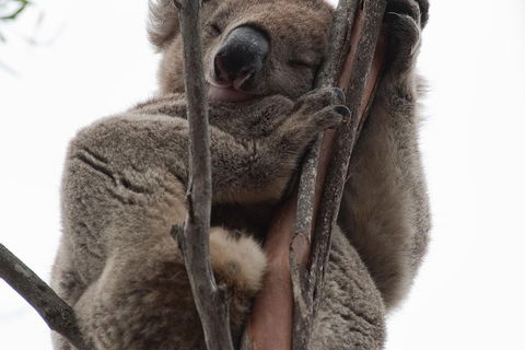 2-Day Kangaroo Island 4WD Small-Group Tour From Adelaide - Winery Find 0