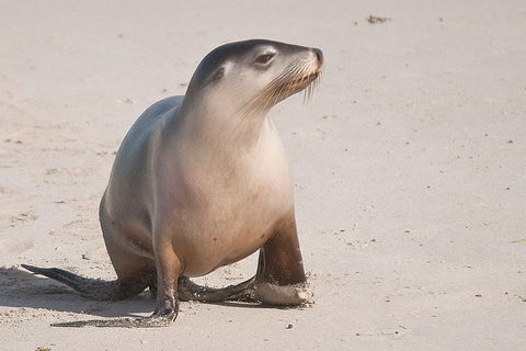 2-Day Kangaroo Island 4WD Small-Group Tour From Adelaide - Winery Find 4