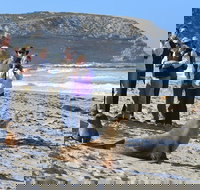 Full day Seal Bay Experience departing from Kangaroo Island - Winery Find