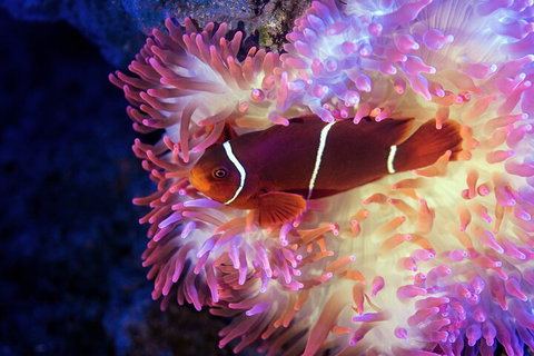 Cairns Aquarium By Twilight With 3-Course Dinner - Winery Find 0
