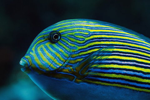 Cairns Aquarium By Twilight With 3-Course Dinner - Winery Find 5